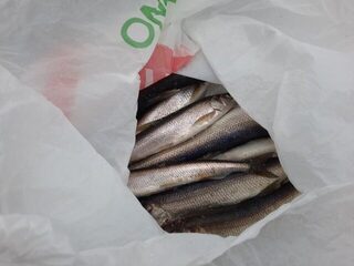 Белое море, Северодвинск: случайный лёд удалось застать, но сегодня его, возможно, нет