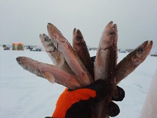 Белое море, берег Зимний с Летним, Архангельская область: с местом ловли он всё же пролетел
