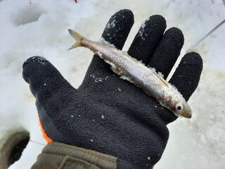 На Белом море забыл ввертыши и едва не остался без палатки