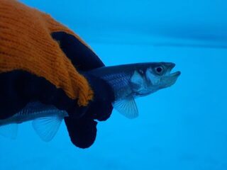 На Белом море забыл ввертыши и едва не остался без палатки
