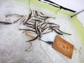 Белое море под Северодвинском: корюшка на махалку, она же блесна, у Маяка - и суббота вышла удачной