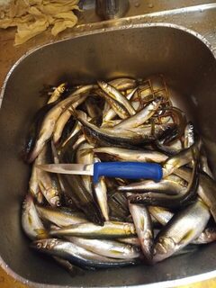 Белое море под Северодвинском: корюшка на махалку, она же блесна, у Маяка - и суббота вышла удачной