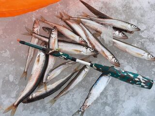 Белое море Архангельской области, берег Зимний и Летний: ловля сквозь сон, план по пирожкам