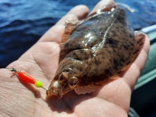 Летний берег с Зимним, Белое море: мелочь клевала бодро и много, а вот зачётной было мало