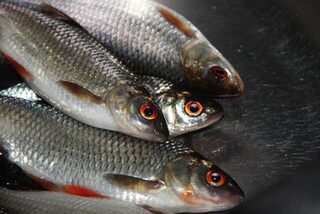 Финляндия, Nummi-Pusula: спиннинг на малой реке с щукой и форелью во время отдыха в коттедже