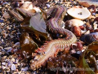 Скумбрия, песчанка, морские черви и другие наживки в подробном разборе морской ловли