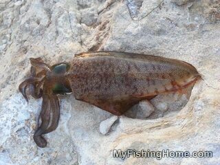 Скумбрия, песчанка, морские черви и другие наживки в подробном разборе морской ловли
