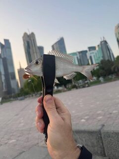 Катар, Доха и набережная Корниш: береговой рокфишинг на граммовые приманки в Персидском заливе