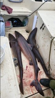 Владивосток: отвесная ловля трески на пилькер методом slow jigging в море до 200 метров