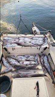 Владивосток: отвесная ловля трески на пилькер методом slow jigging в море до 200 метров