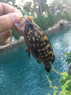 Отдых в Кемере с легким спиннингом и вся рыба из моря
