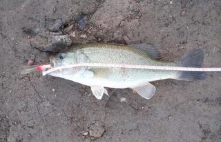 Первый килошник на Ристорап, а вэки на Кипре интереснее