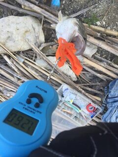 Вэки и каролина принесли рыбу на трех дамбах Кипра, вода низкая