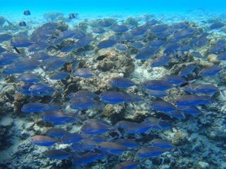 Согласен: морская рыбалка интереснее ловли карасиков