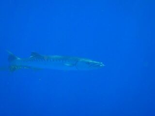 Согласен: морская рыбалка интереснее ловли карасиков