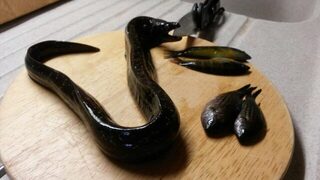 Кипр, ловля с берега: поплавок и донка, морской лещ и бычок, а детёныш мурены перекусил плетёнку