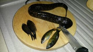 Кипр, ловля с берега: поплавок и донка, морской лещ и бычок, а детёныш мурены перекусил плетёнку