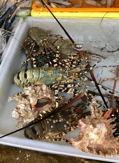 На Пхукете от морепродуктов глаза разбегаются