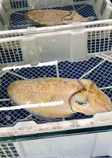 На Пхукете от морепродуктов глаза разбегаются