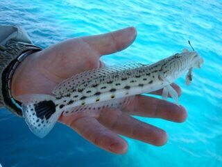 Красное море и разные крючки: леску и цевьё перекусывали, попугая он не ловил, а спинороги были