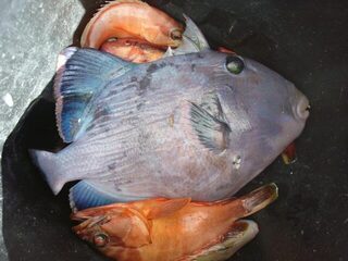 Красное море и разные крючки: леску и цевьё перекусывали, попугая он не ловил, а спинороги были