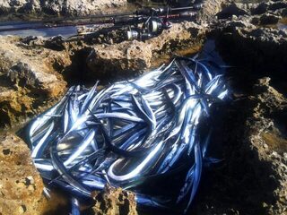Девять приемов ловли черноморского саргана от поиска рыбы до смены проводки и ассистов