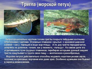 Триглу встречал только раз, на рынке