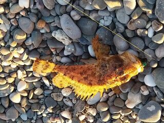 Севастополь и Чёрное море: вечерняя ставрида на спиннинг, скорпены и прогулки с семьёй