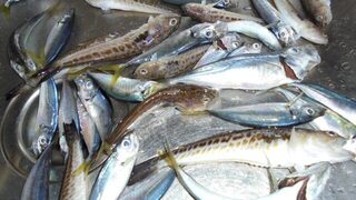 Головинка: впервые рыбачил в море