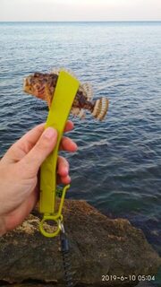 По берегу моря: фотографировал только крупняк