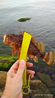 По берегу моря: фотографировал только крупняк