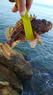 Крайняя вылазка не радовала совсем: Чёрное море, погодка менялась, а рыба бастовала, как только умела
