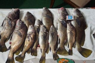 Закатные 40 минут на Чёрном море с джиг-головкой и половинкой хамсы