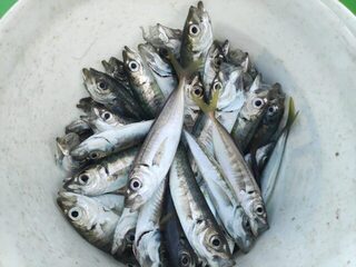 Чёрное море, пара недель на родине: ловля белопёрого, свой на 1,6 кг и, похоже, личный рекорд