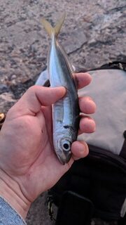 В Судаке скорпена на джиг с камней и ставридка на блесну с пирса