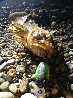 Результат двух рыбалок на Чёрном море и бычок на воблер