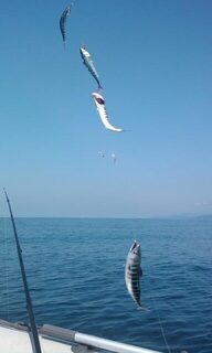 Пиламида в улове после очередного выхода на Черное море