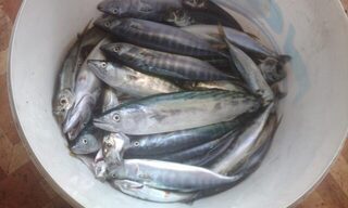 На Чёрном море снова немного поймал, но выход в море дался через обмелевшую речку