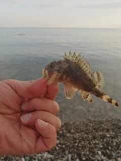 Цандрипш, Чёрное море: барабулька, карасики и ставридка на маракую с тирольской палочкой