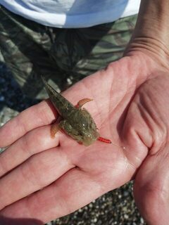 Цандрипш, Чёрное море: барабулька, карасики и ставридка на маракую с тирольской палочкой