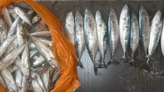 Сегодня на Чёрном море пила ловилась нормально и ставридка попалась неплохая