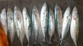 Сегодня на Чёрном море пила ловилась нормально и ставридка попалась неплохая