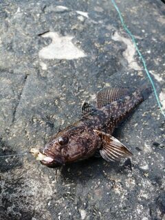 Чёрное море: я открыл сезон и разловил удилище, а мужики поймали дракончика и несколько хамс