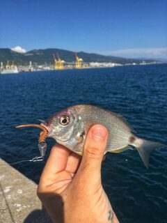 Карась на 23 см попался под вечер в День рыбака на Черном море
