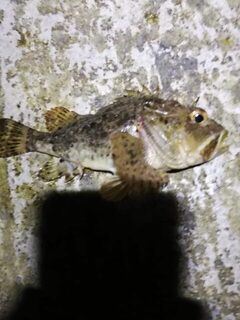 Поводковые оснастки и бомбарды на Чёрном море - выход за выходом