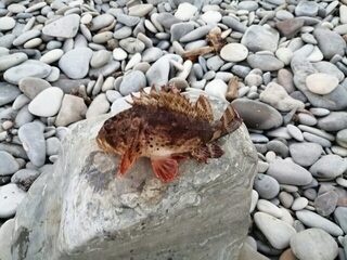 Первый опыт морского спиннинга на Чёрном море и один ёрш за береговой проход