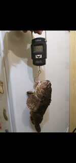 Чёрное море: ерши в прилове, когда хочется поймать горбыля, и любимое горячее копчение