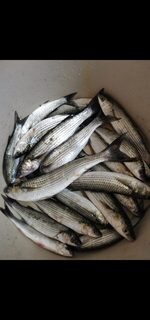 В Сочинском порту рыбак наловил на чашку, особо не упираясь