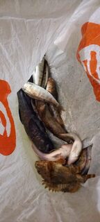 Чёрное море, Лазаревская: улов, который ребята скидывают в группу, и вывод автора - море оживает