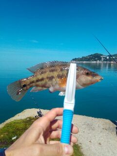 Чёрное море: дневная разнорыбица, ночная ставрида на тирольку, бомбарду и мелкий силикон
